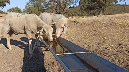 La tecnología de Ventum Innovación ayuda a evitar la mayoría de las pérdidas de agua que se producen en las granjas