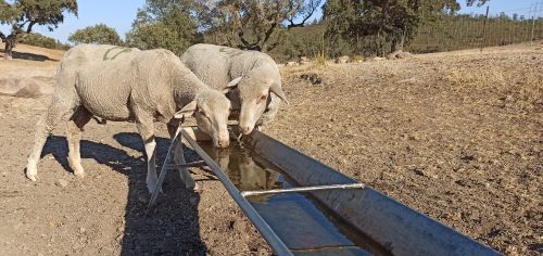 La tecnología de Ventum Innovación ayuda a evitar la mayoría de las pérdidas de agua que se producen en las granjas