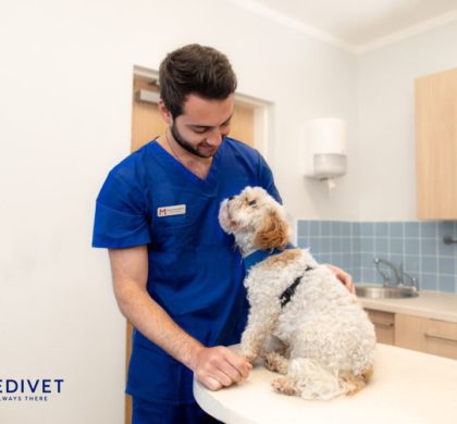 El otoño dispara las alergias en perros y gatos: un especialista advierte sobre los síntomas que no deben ignorarse