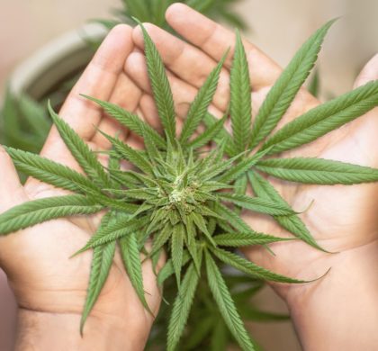 La industria española del cannabis celebra la regulación medicinal, pero mantiene el foco en Europa