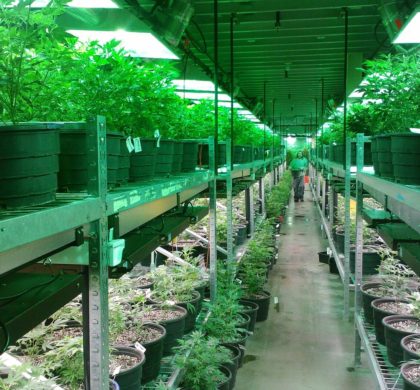 La falta de formación médica amenaza el despegue del mercado del cannabis medicinal en España