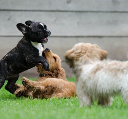 Una de cada 10 visitas al veterinario en España supera los 190 euros en una sola factura