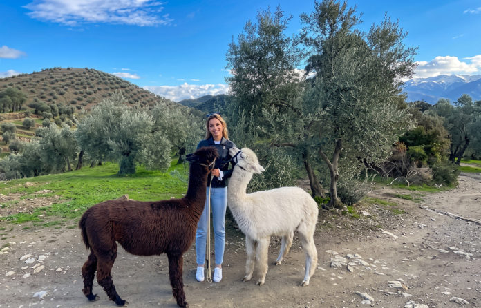Freedome alpacas