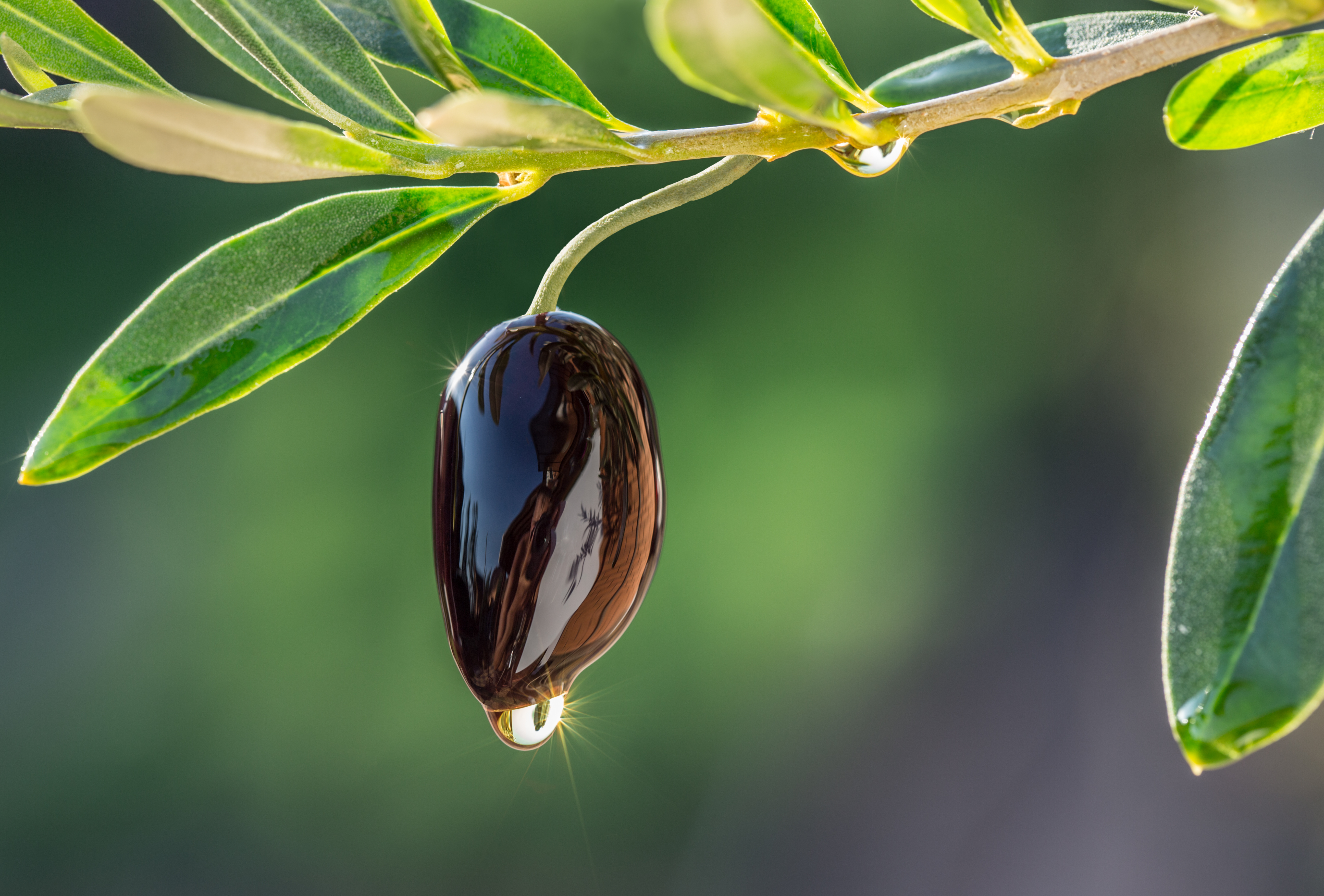 Wooden bowl full of olives and olive twigs besides it.