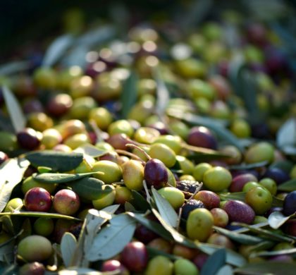 Agroisa y el Centro Tecnológico Nacional Agroalimentario Extremadura logran optimizar el proceso de tratamiento de la aceituna