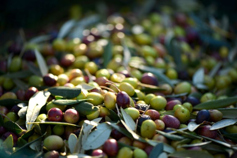 Agroisa y el Centro Tecnológico Nacional Agroalimentario Extremadura logran optimizar el proceso de tratamiento de la aceituna