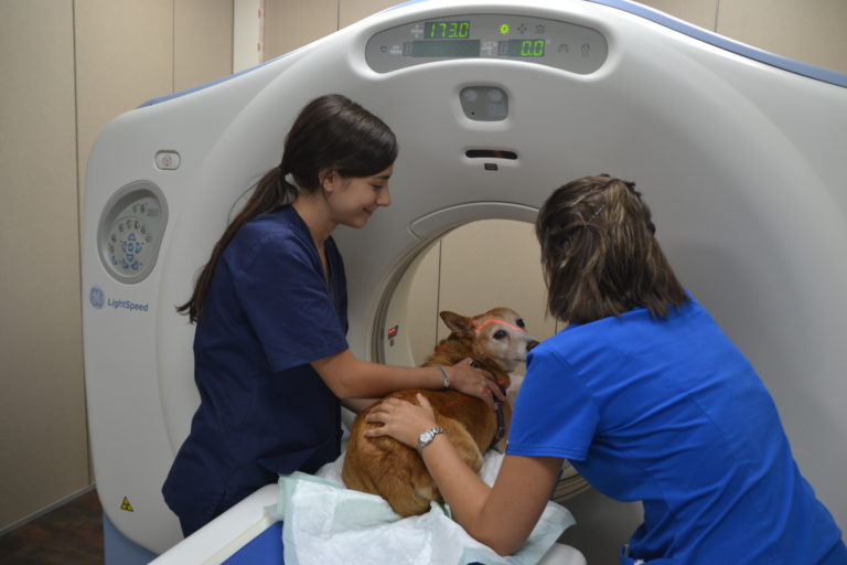 El Hospital Veterinari Glòries se equipa con un innovador TAC para animales