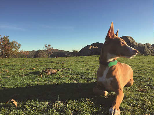 Dondo, un GPS de última generación para localizar a tu mascota a través del móvil