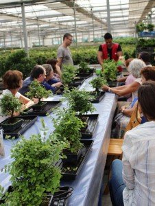 Jornada de Puertas Abiertas Mistral Bonsai