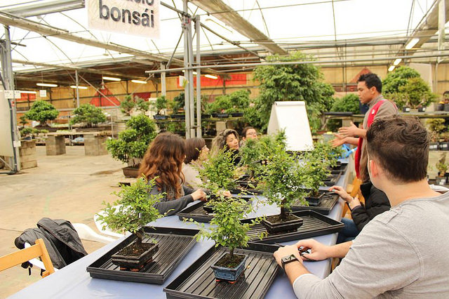 El mundo del bonsái abre sus puertas en Tarragona