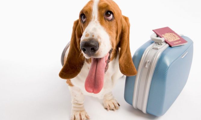 Tu mascota en casa de un cuidador, el mejor hotel para perros en Pet&Net