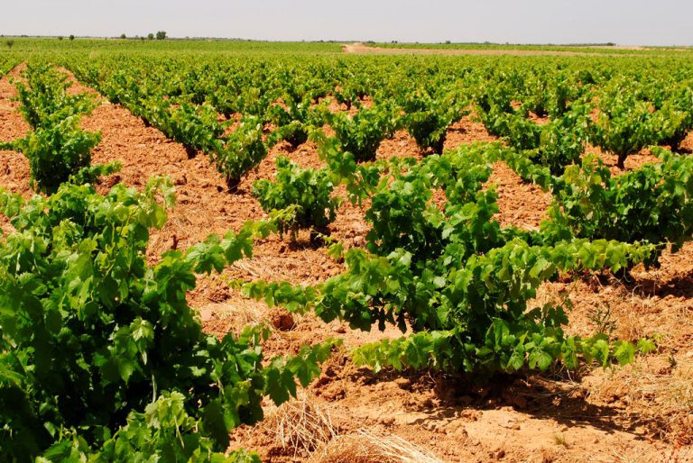 La vendimia sólo influye al alza en los precios hoteleros de La Rioja