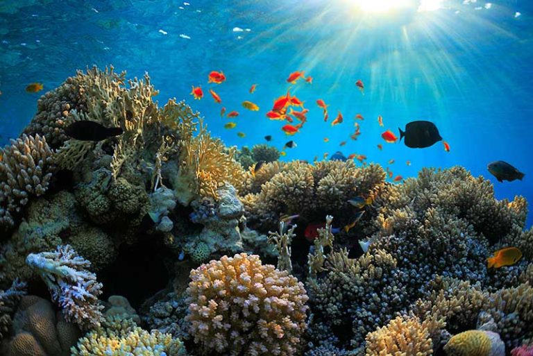 La crema solar deja de ser una amenaza para el fondo marino