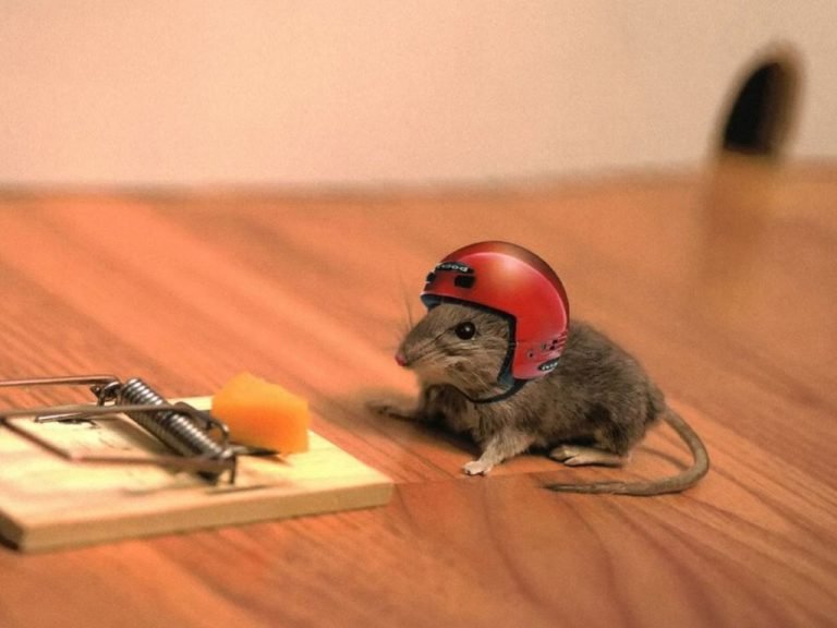 El mundo del seguro para pymes y emprendedores: definición, tipos y términos clave