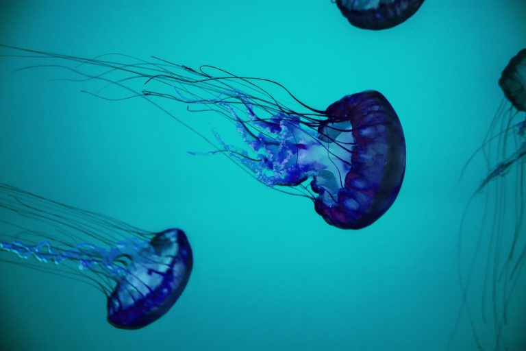 ¿Se puede evitar una picadura de medusa?